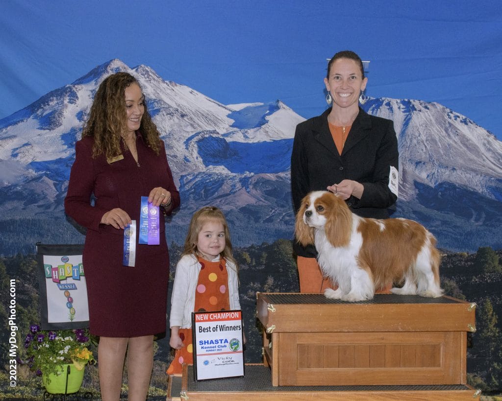 Shakespeare's Cavaliers Shasta CA Best of Winners New Champion