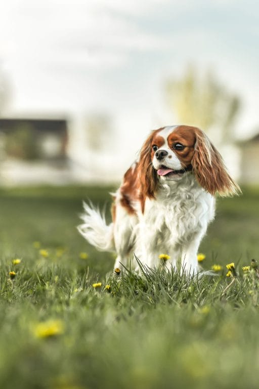 Blenheim Cavalier standing in a field of flowers.