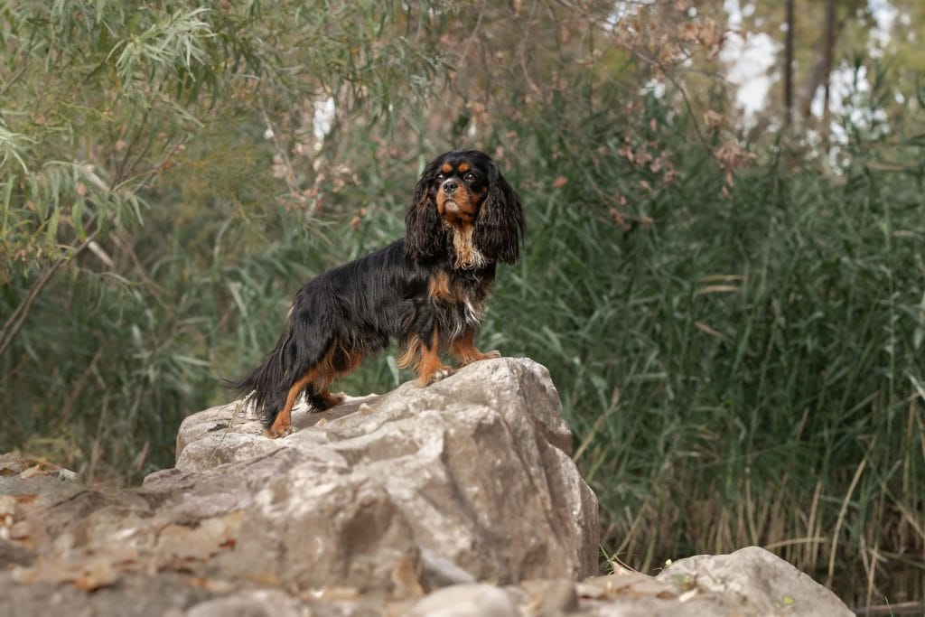 Cavalier standing on a rock next to a small pond.