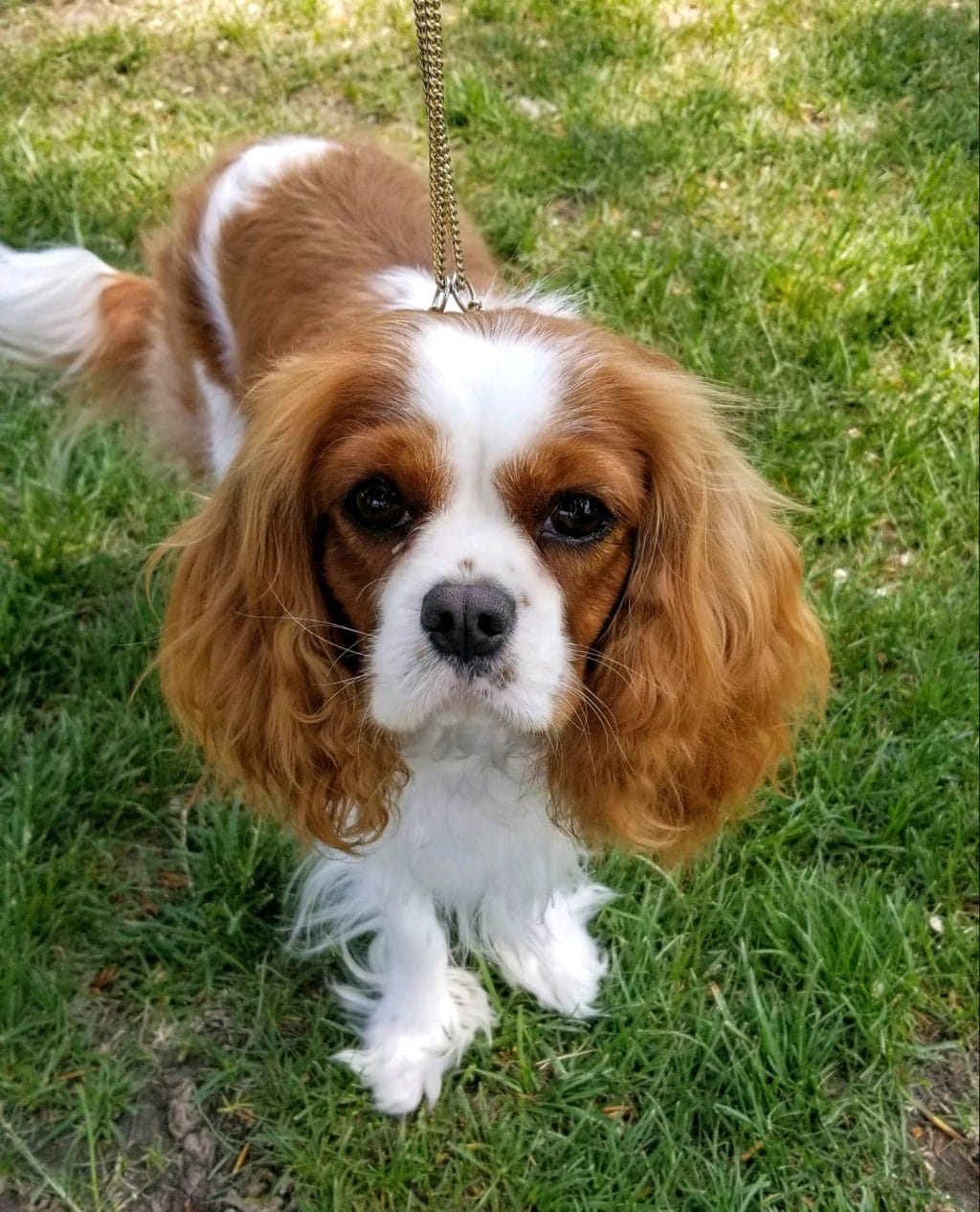 Cavalier facing the camera.