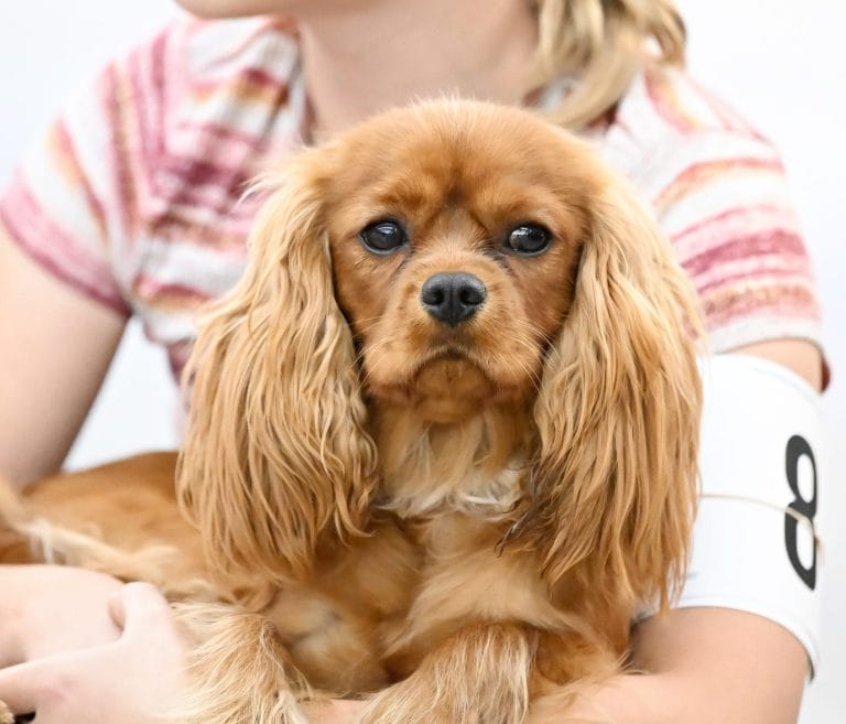 A girl holding her ruby Cavalier, wearing an armband and waiting for her turn in the show ring.