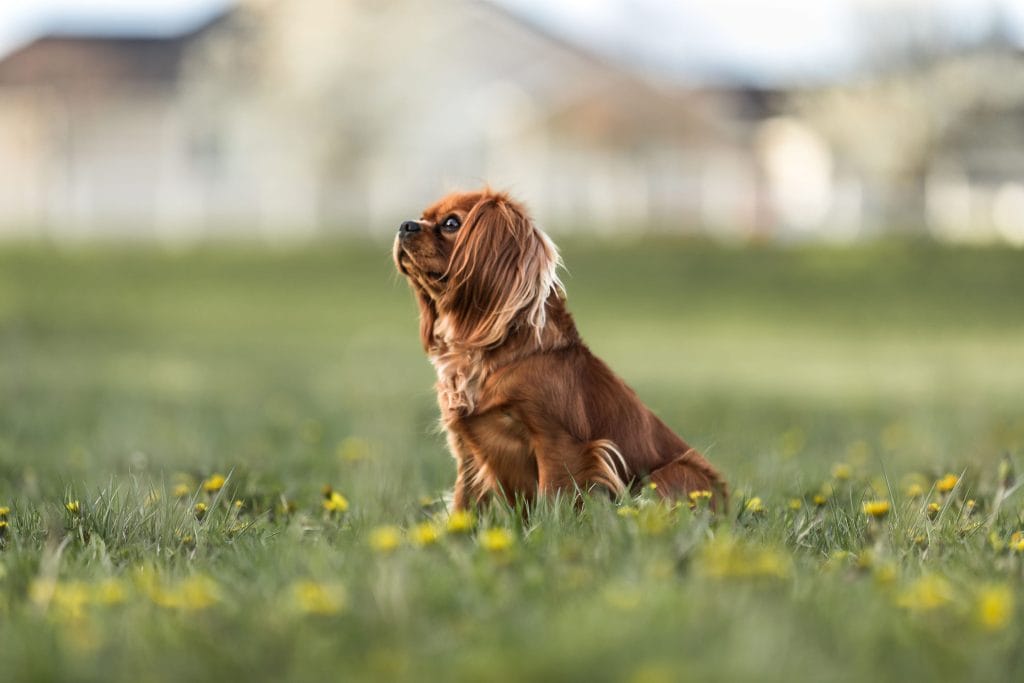 Cavalier sitting at attention in a field.