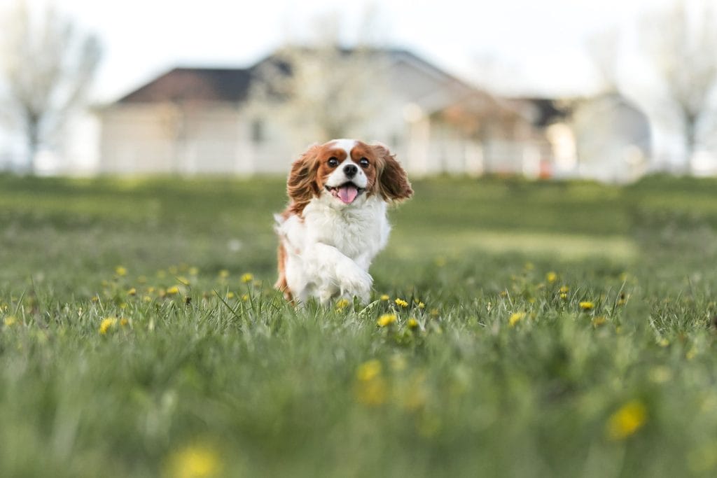 A female blenheim cavalier running through a field towards her owners.