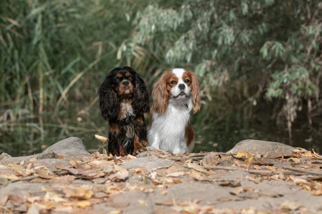 A black and tan Cavalier and a blenheim Cavalier standing together by a small pond.