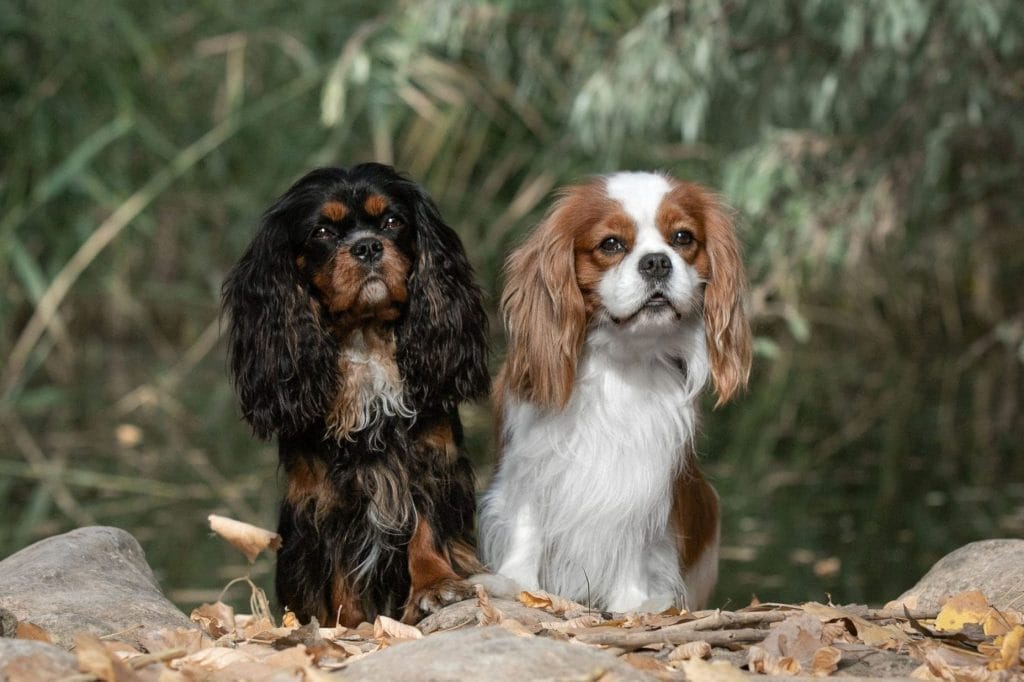 A black and tan Cavalier and a blenheim Cavalier standing together by a small pond.