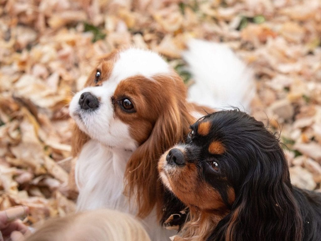 A Blenheim Cavalier and a Black and Tan Cavalier | Shakespeare’s Cavaliers