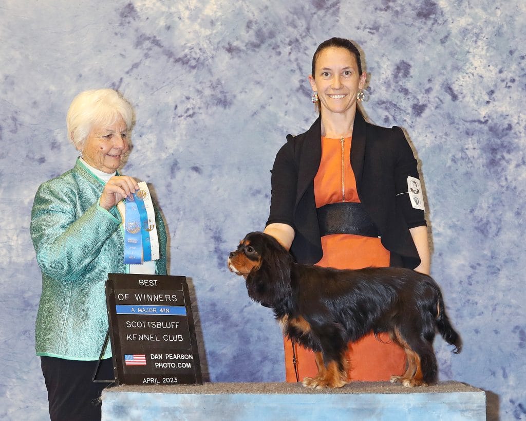 Black and Tan Cavalier on a platform with an AKC judge and his owner.
