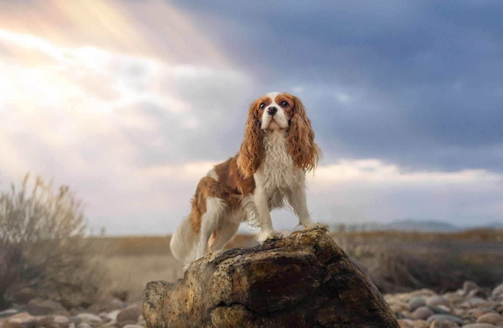 Photo of Rhten Island Oasis @ Shakespeare, a Blenheim Cavalier King Charles Spaniel.