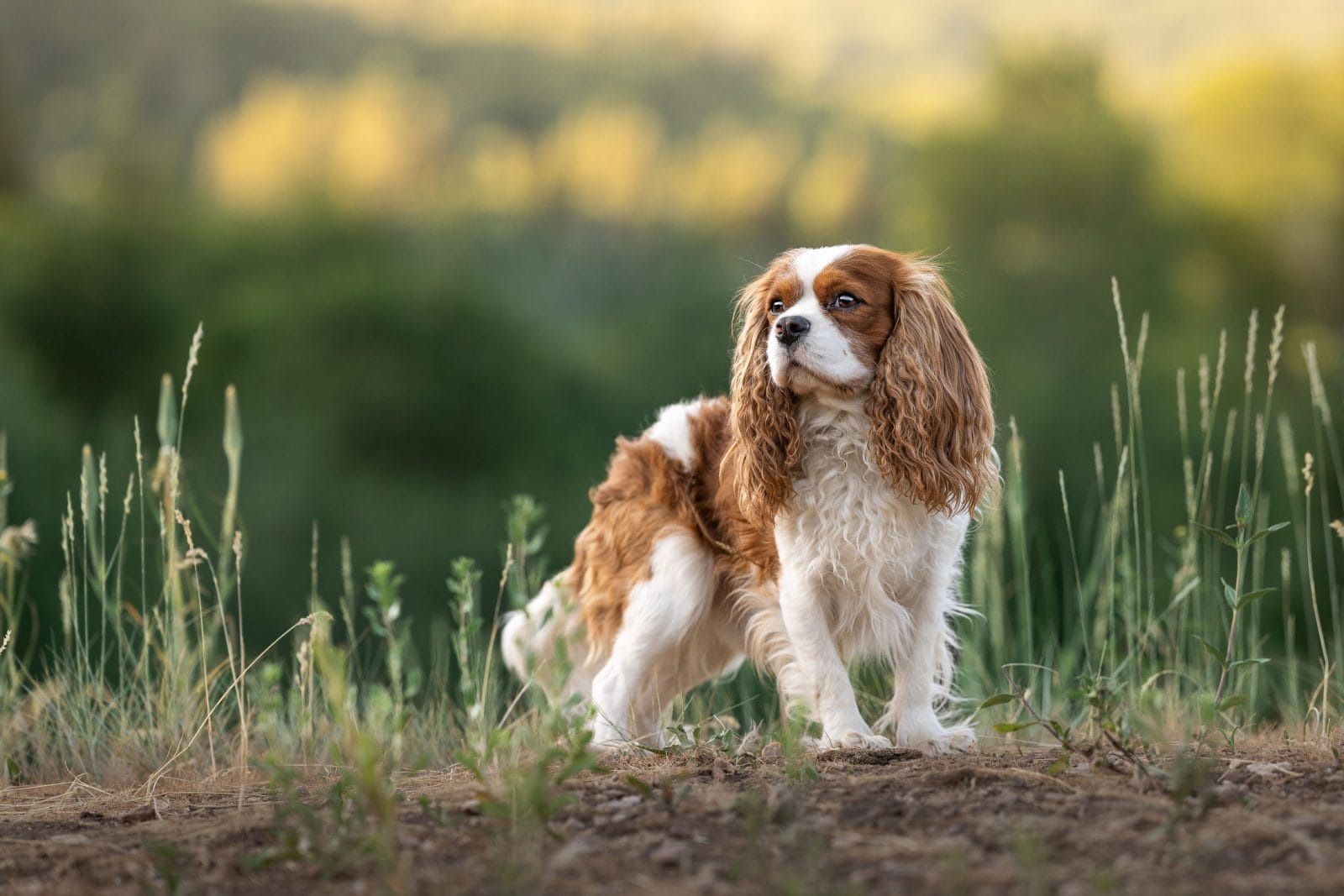 Photo of Rhten Island Oasis @ Shakespeare, a Blenheim Cavalier King Charles Spaniel.