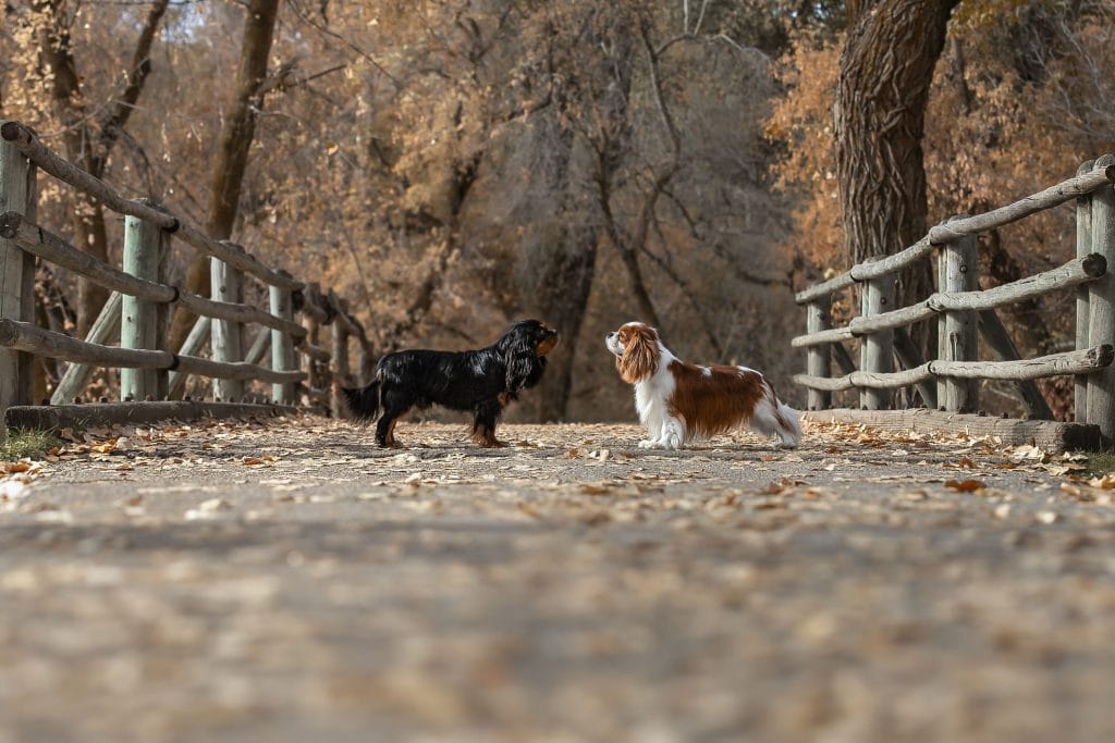 A black and tan cavalier facing a blenheim cavalier on a bridge.