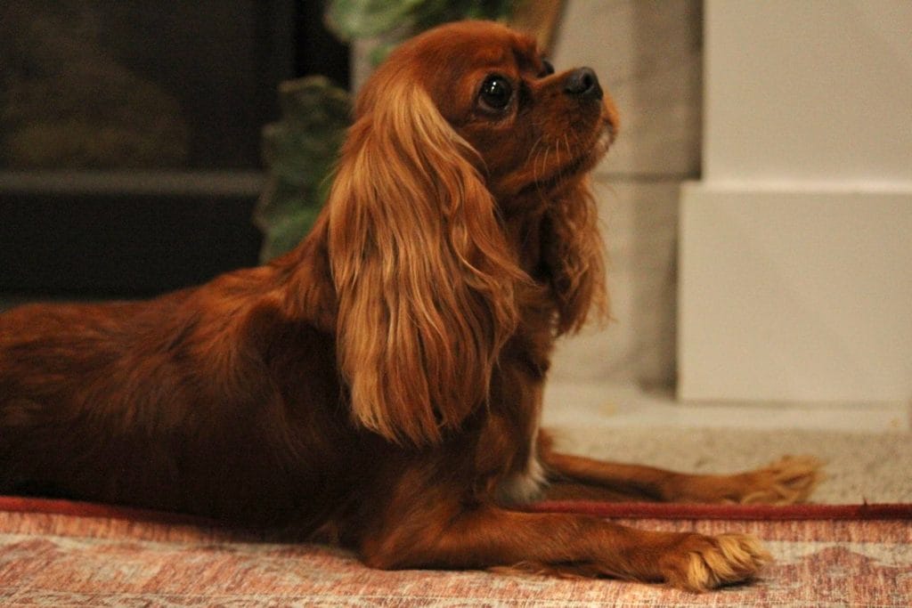 Ruby Cavalier lying down and looking up.