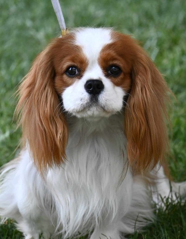 Blenheim King Charles Cavalier on a lead in grass.