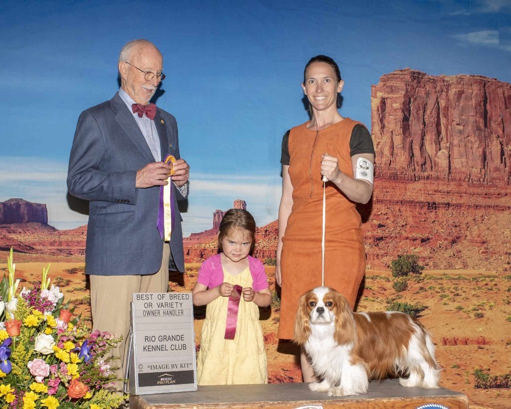 Cavalier with win ribbons and a judge at the New Mexico Albuquerque dog show.