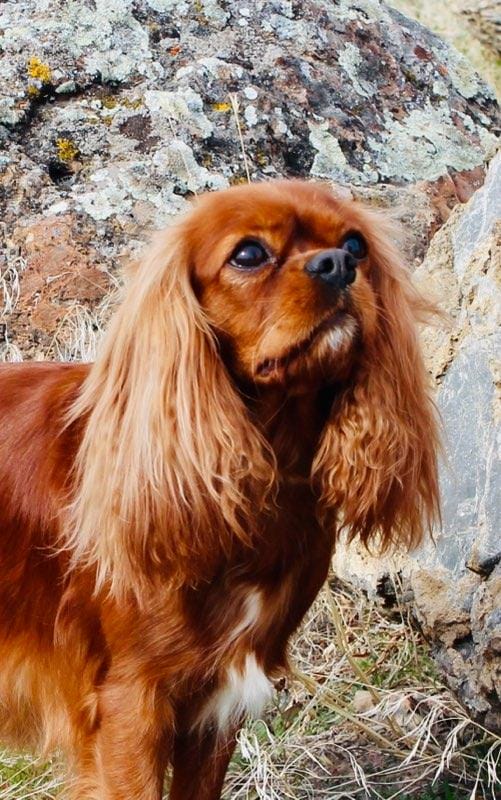 Cavalier among rocks, focused in the distance.
