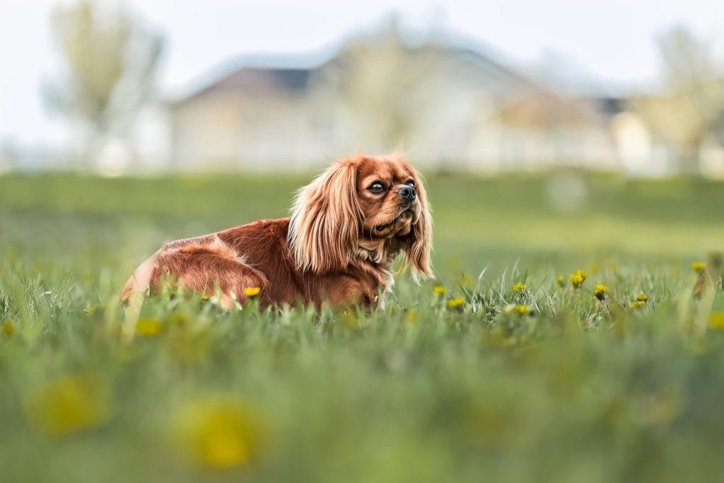 A ruby Cavalier female, lying in a field of dandelions.