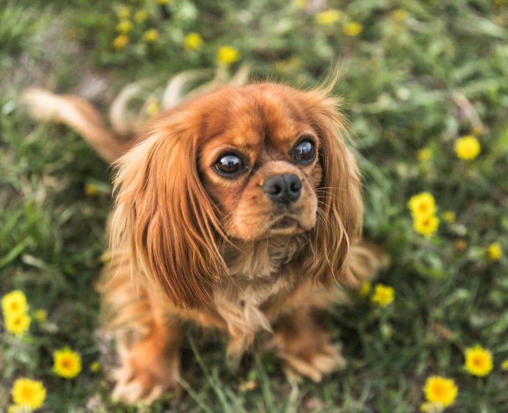 Ruby Cavalier in the grass with flowers growing around her.