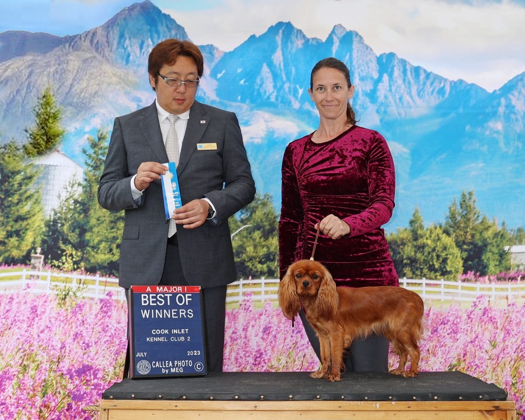 Cavalier King Charles Spaniel winning Best of Opposite at an AKC dog show, standing proudly on the winners’ platform beside handler and judge.