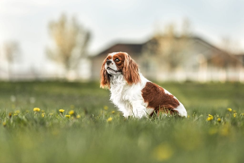 Blenheim Cavalier sitting at attention in a field.