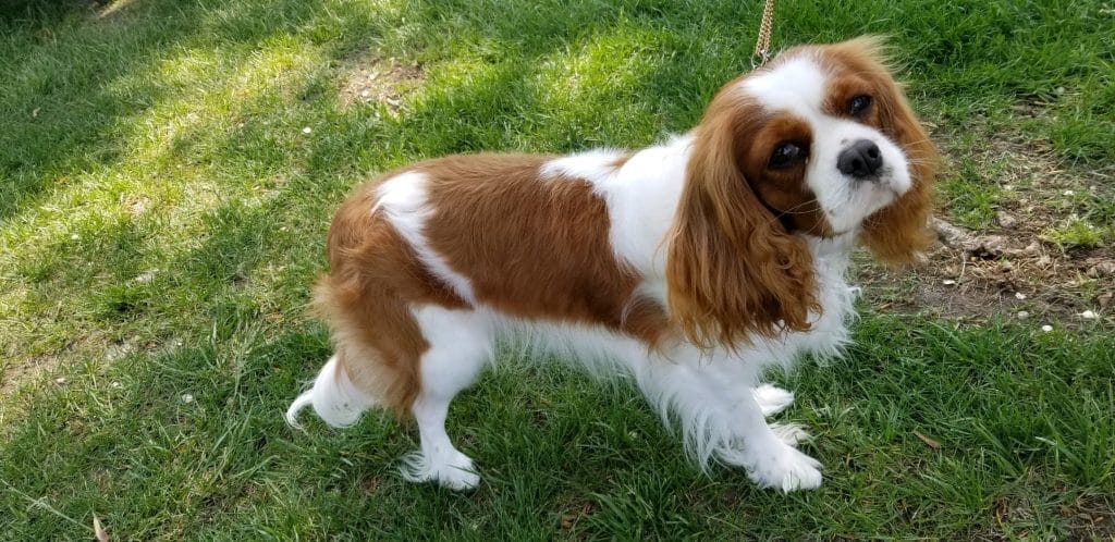Cavalier King Charles Spaniel at a dog show for the MOKC in Logan, Utah.