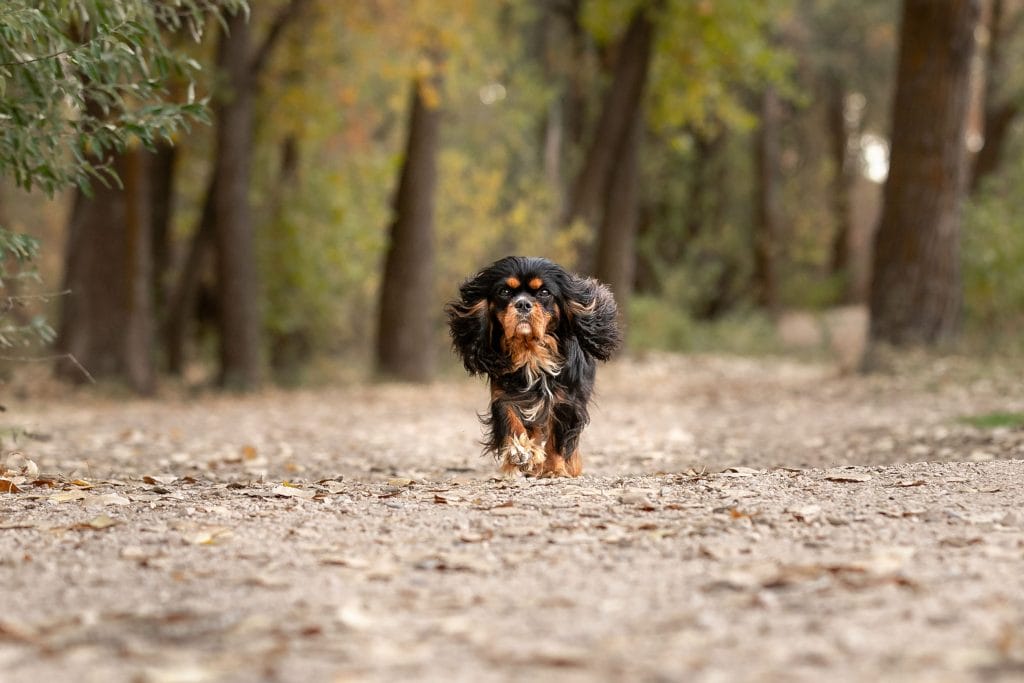 Black and Tan Cavalier running down a mountain path.