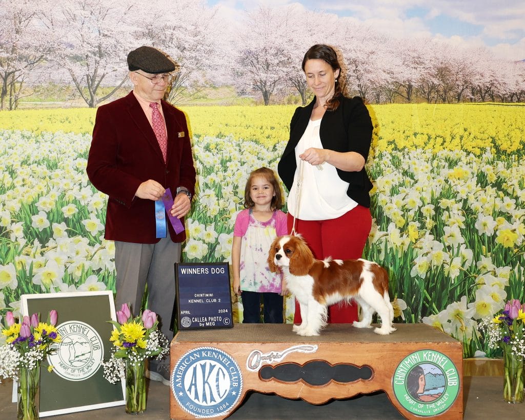 Champion Cavalier stud dog Covey, imported from Poland, standing alert in the show ring for the win photo.