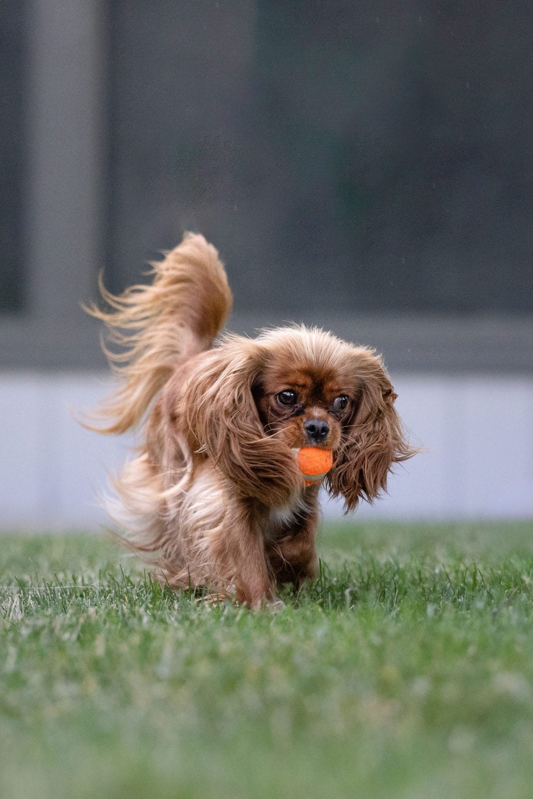 King Charles Cavalier playing fetch with a little orange ball.