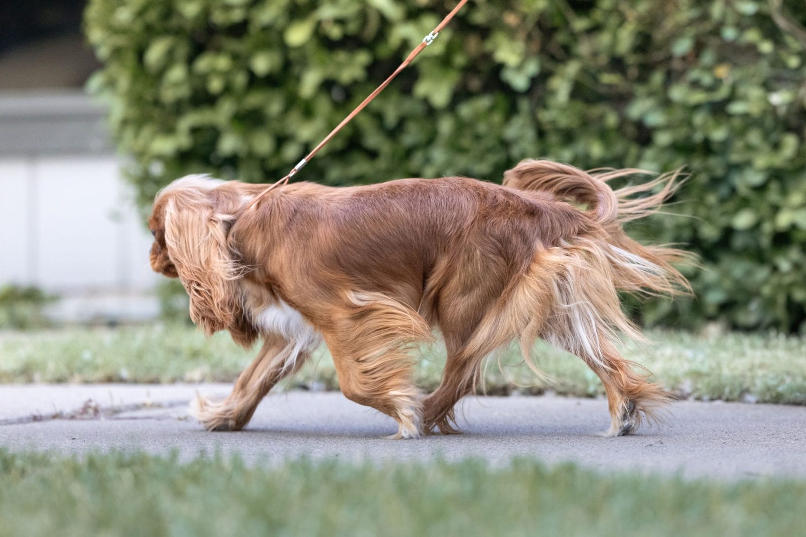 Photo of Shakespeare’s Casser La Noisette FCAT, a Ruby Cavalier King Charles Spaniel.