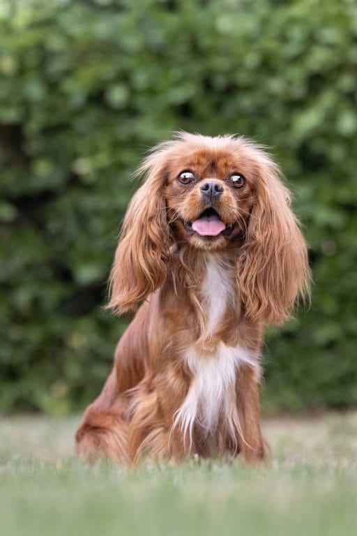 King Charles Cavalier sitting in a field in front of a hedge.