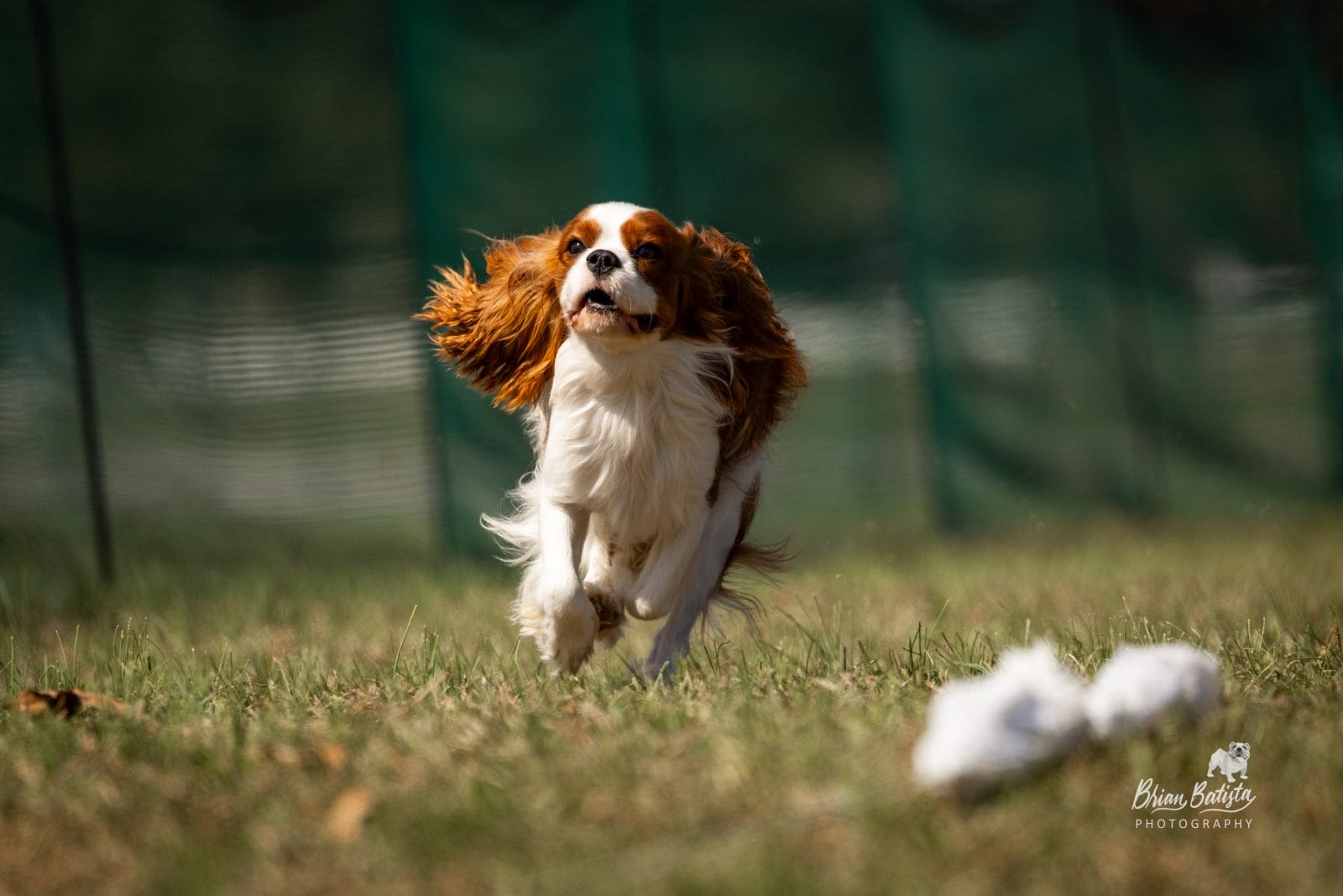 King Charles Cavalier competing in FastCat and chasing the bunny.