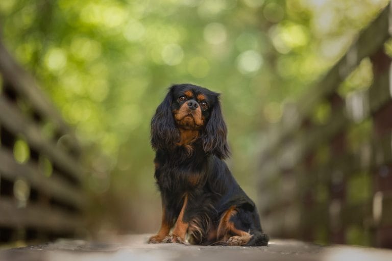 Black and tan Cavalier King Charles Spaniel posed outdoors on a rustic bridge, bred by Shakespeare’s Cavaliers in Utah and Colorado and Wyoming.