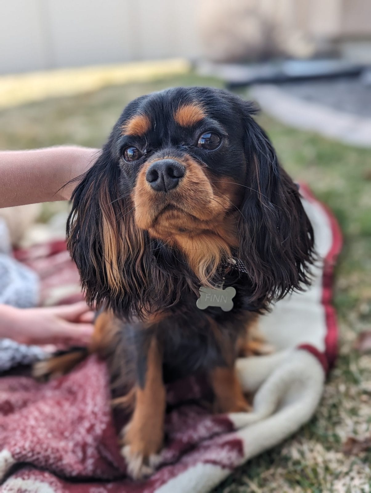 A Cavalier on a picnic blanket with his owner.