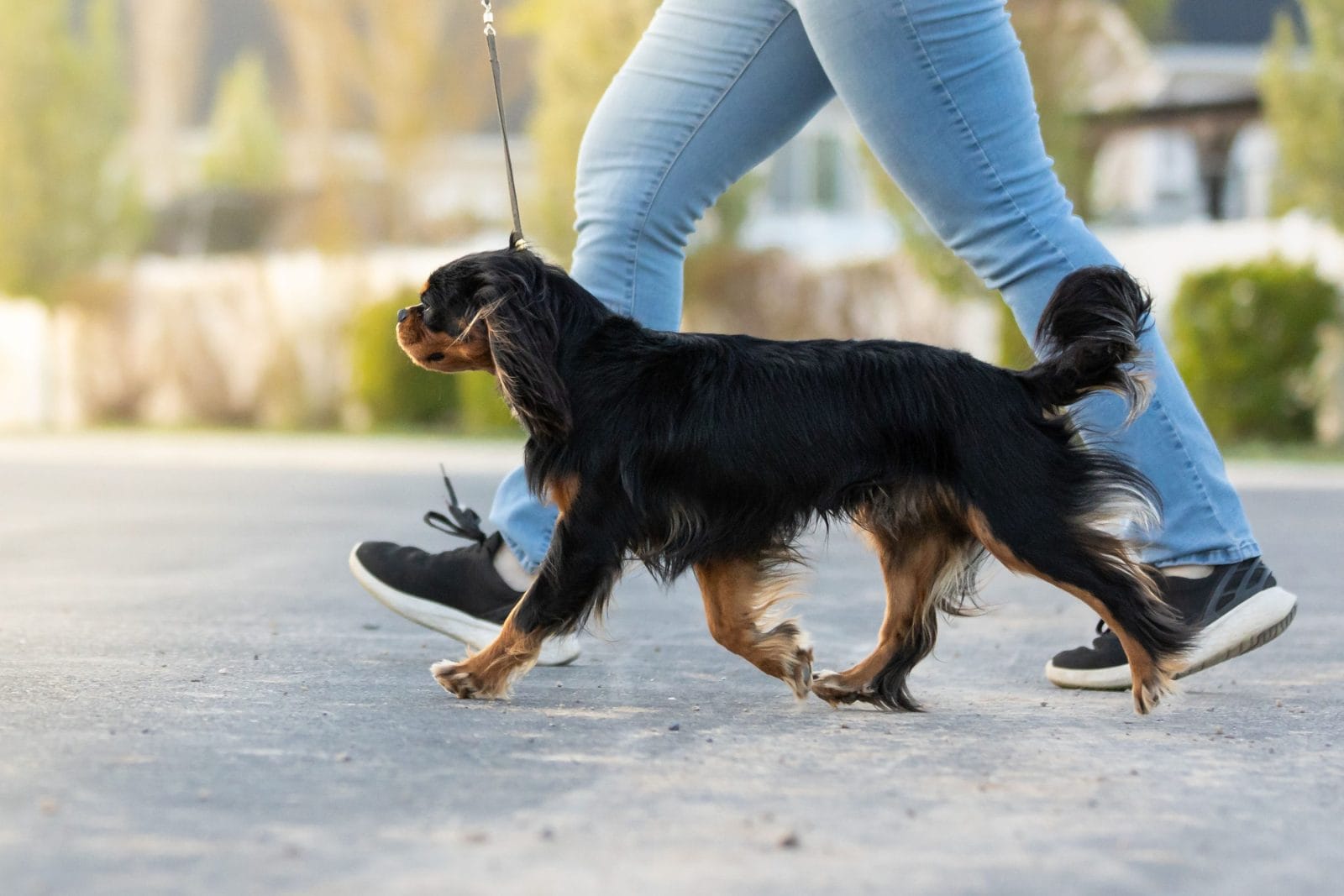 King Charles Spaniel walking with his owner.
