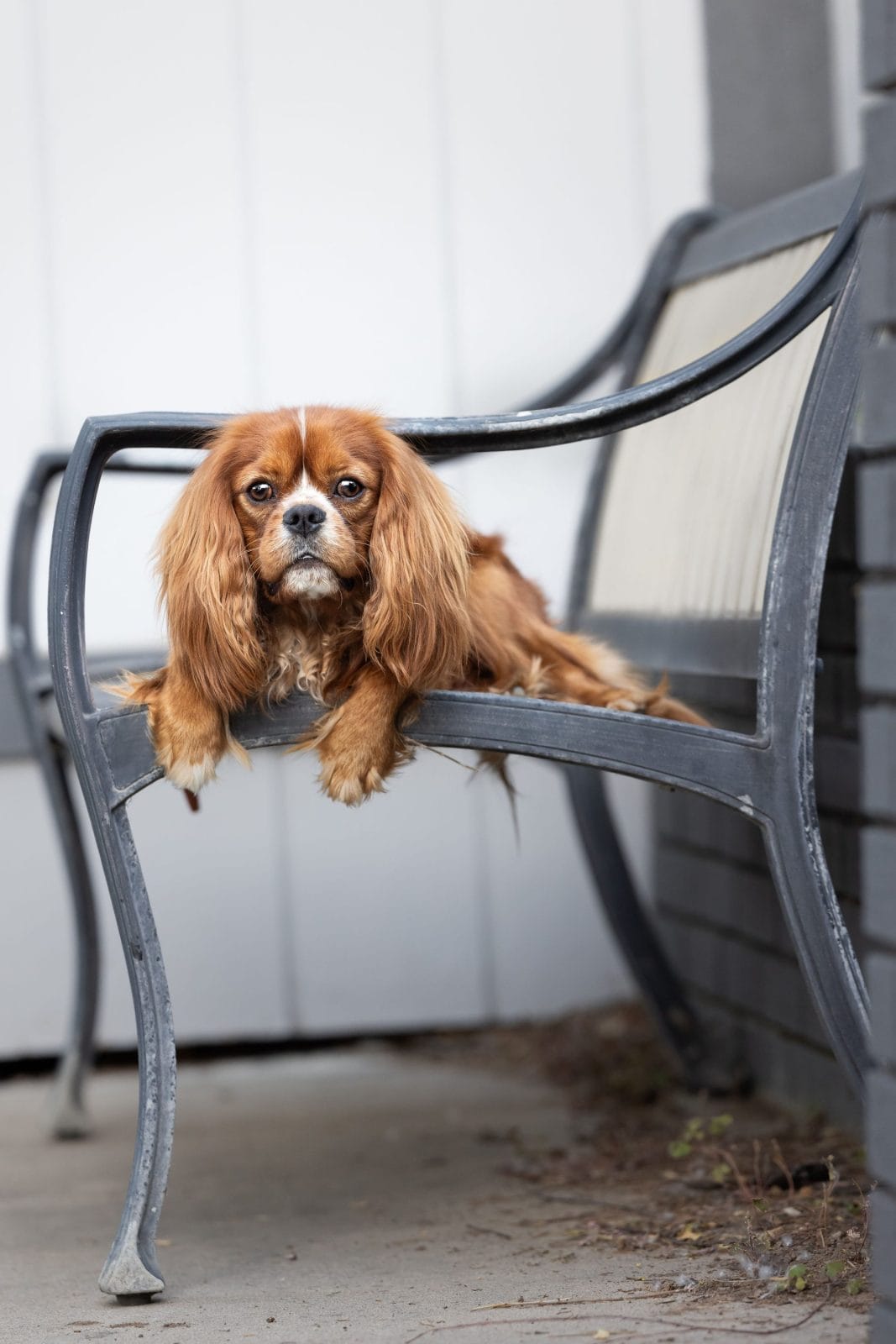 King Charles Cavalier laying on a bench at the park.