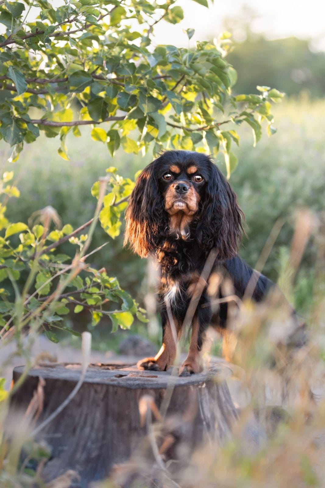 Cavalier posing on a rock with the sunshine on her back.