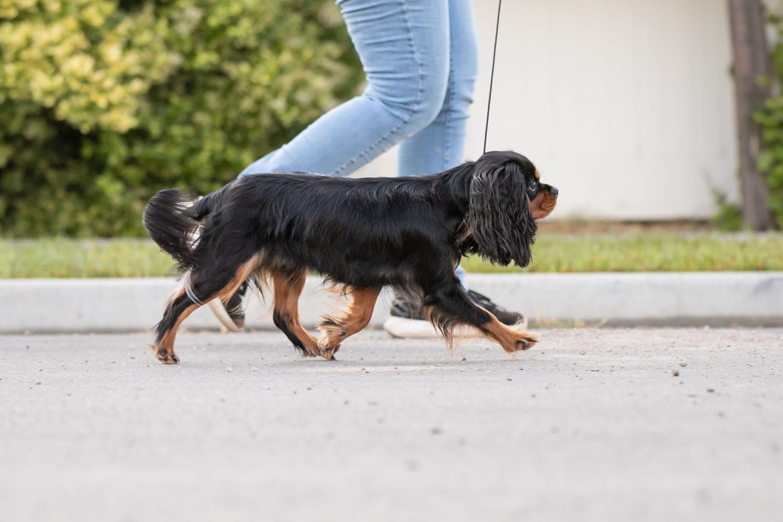 A Cavalier Spaniel running down a road.