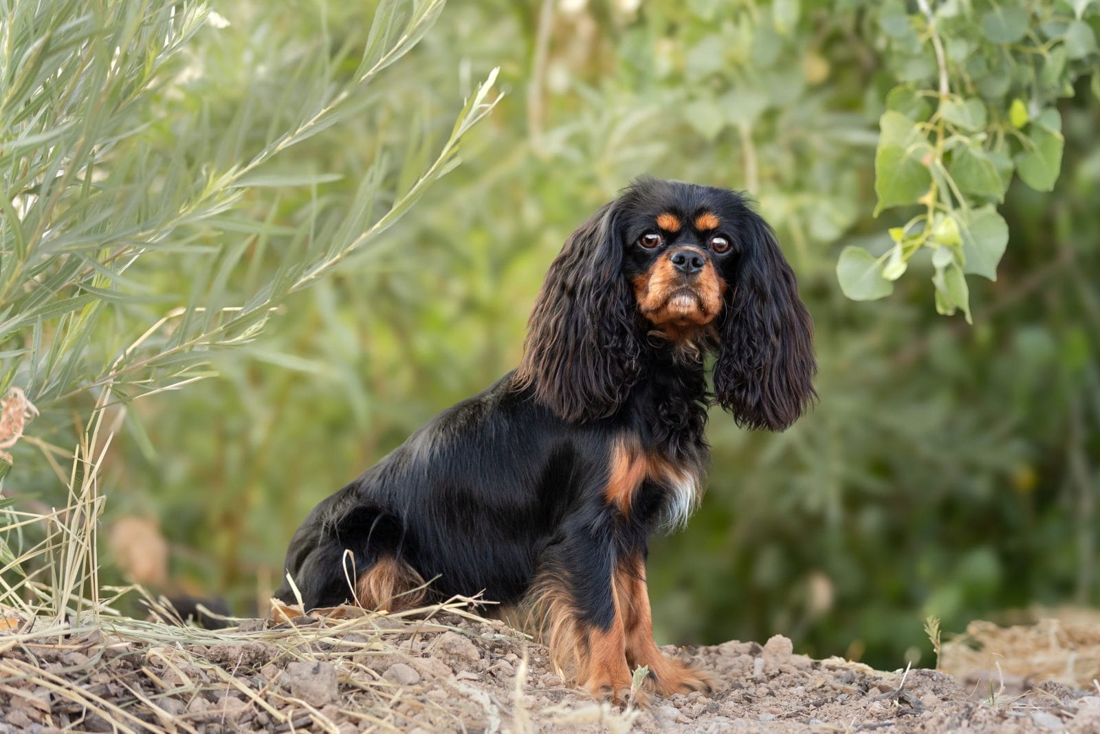 A black and tan dog sitting on the edge of a field of weeds.