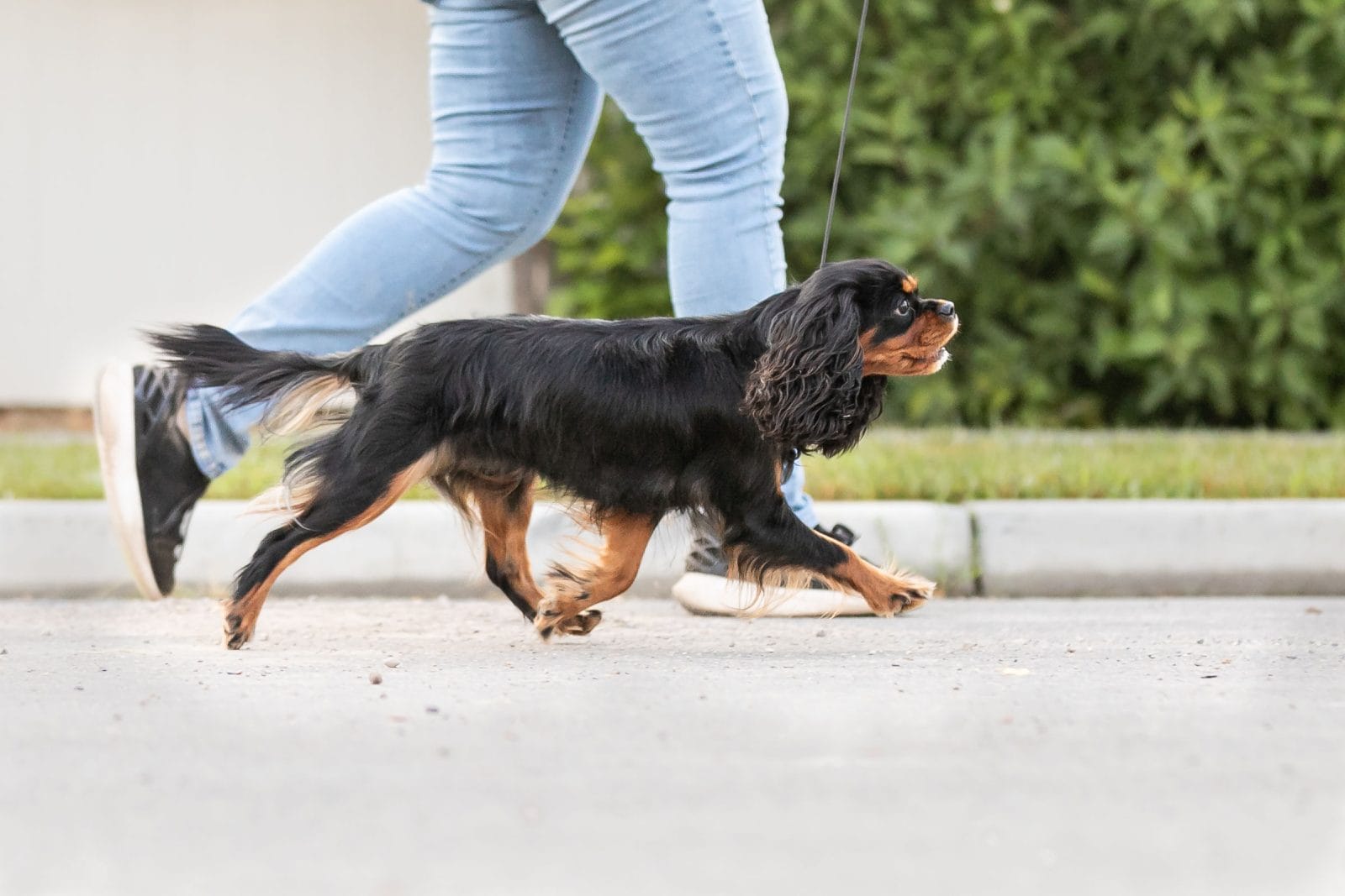 Cavalier gaiting on the road next to her owner.
