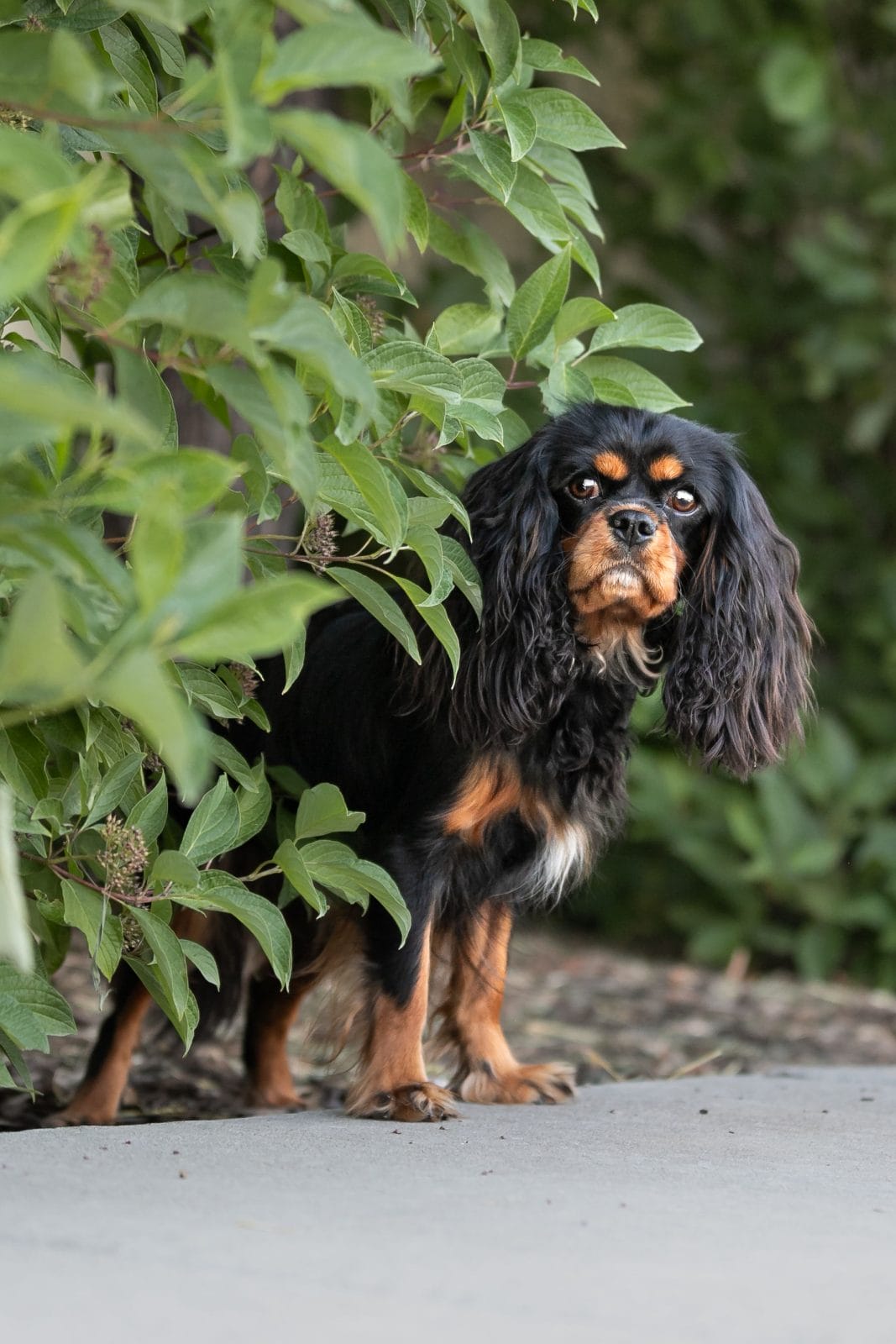A Spaniel peeking out from behind a bush.
