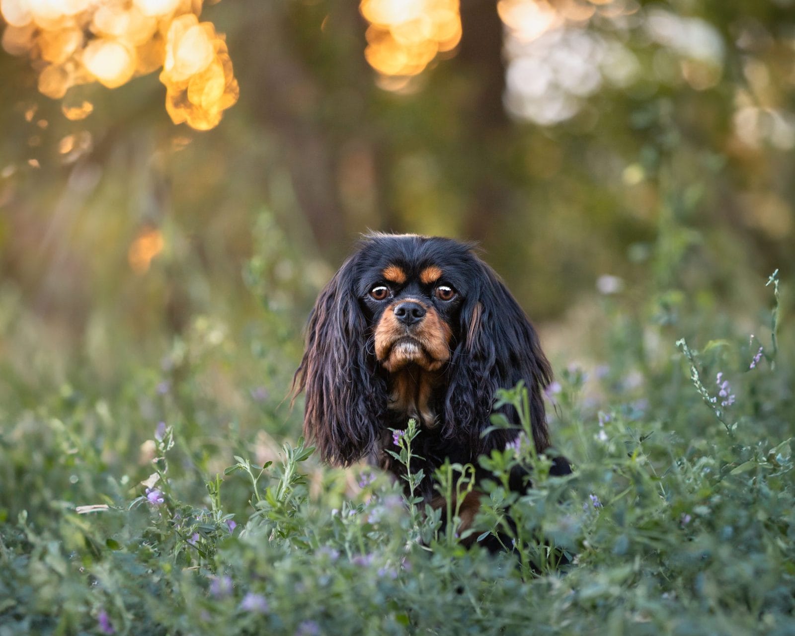 A King Charles Cavalier watching the camera from a field of greenery.