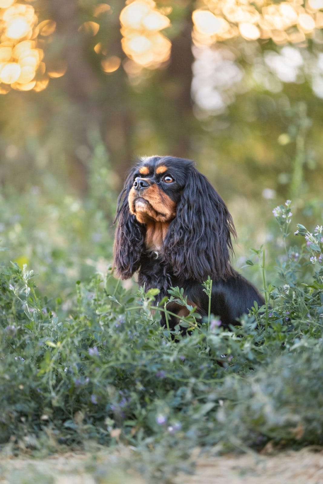 A Spaniel looking up at her owner with love and attention.