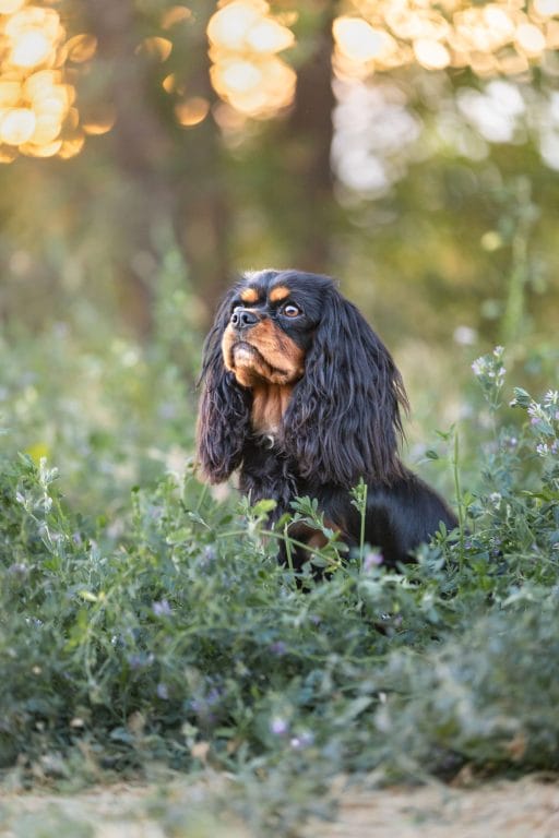A Spaniel looking up at her owner with love and attention.