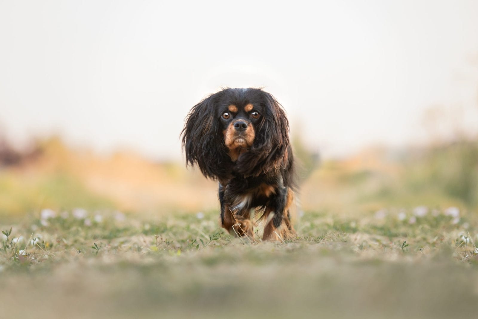 A Cavalier running towards the camera majestically.