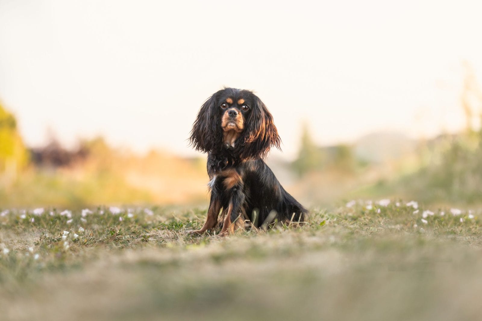 A Black and Tan King Charles Spaniel sitting on a dirt road.