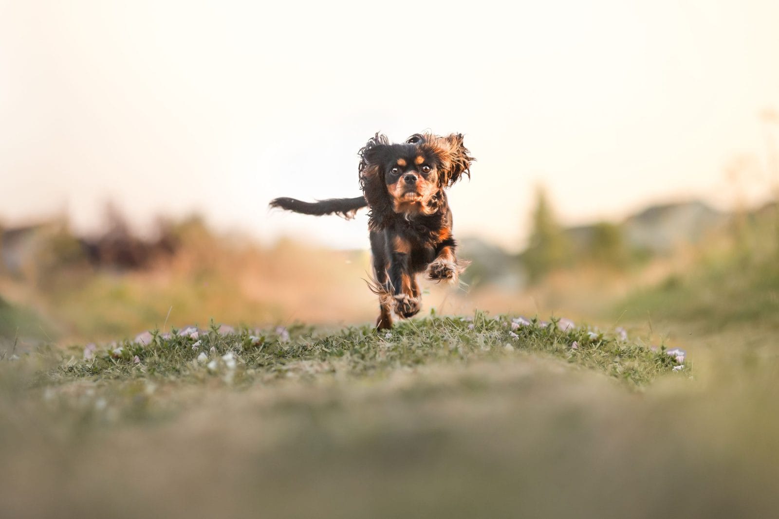 A King Charles Cavalier running to the camera down a dirt road with abandon.