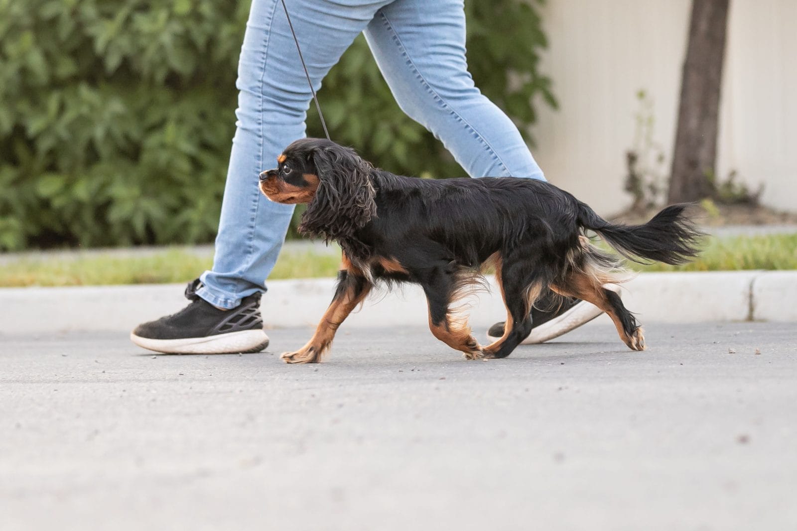 A Cavalier Spaniel running with her owner.