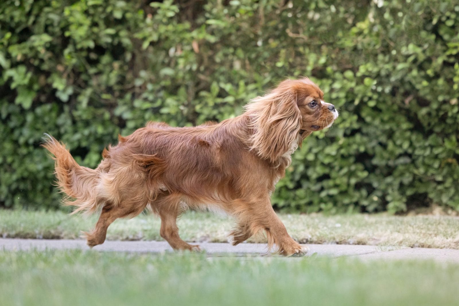 Cavalier walking in the wind.