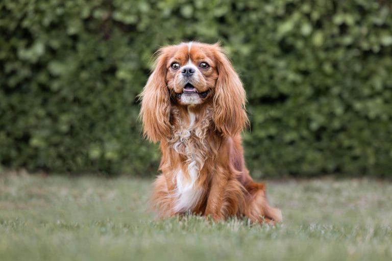 A Cavalier is sitting and smiling in a field.