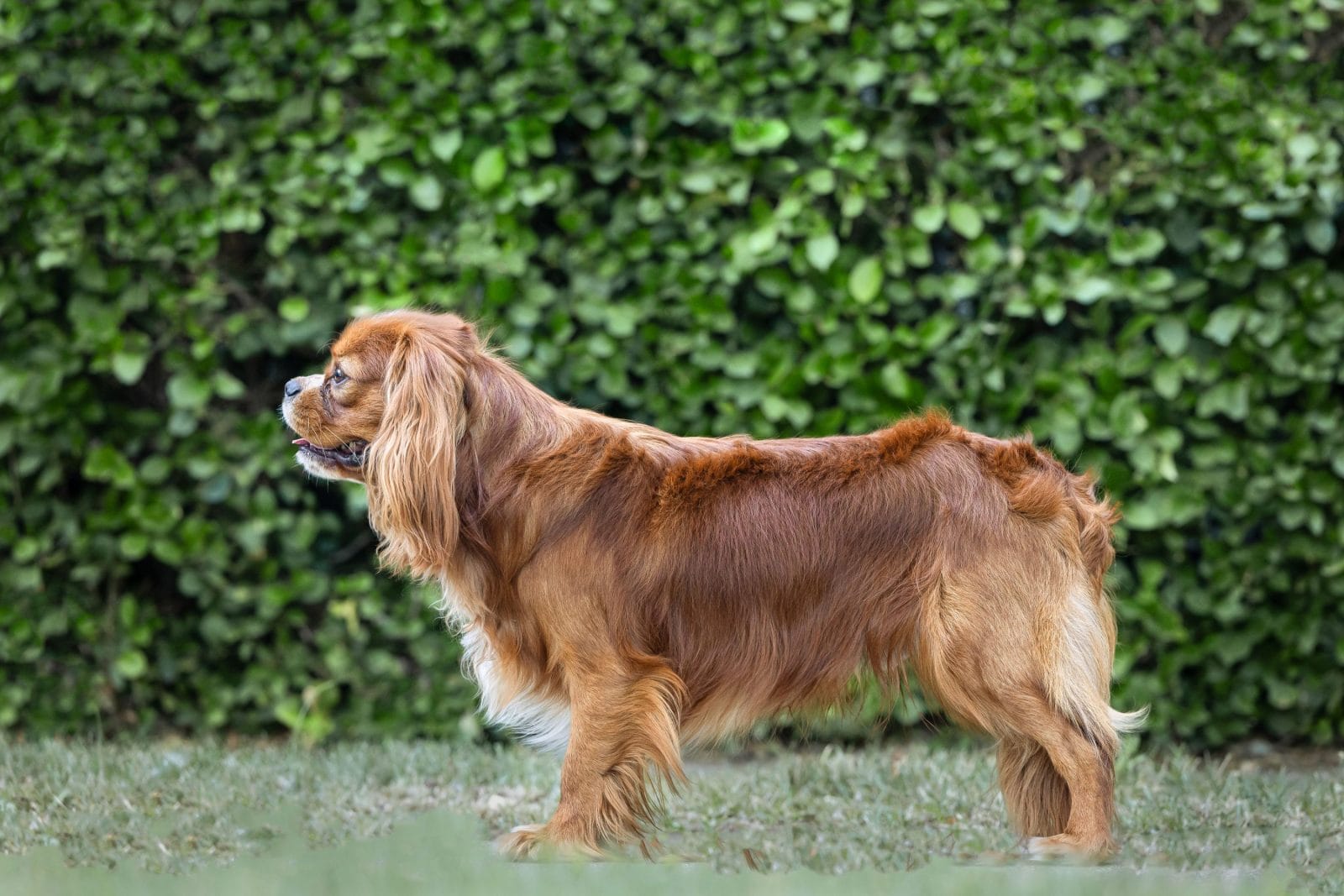 A fluffy Cavalier is standing in a perfect stack, facing his family.