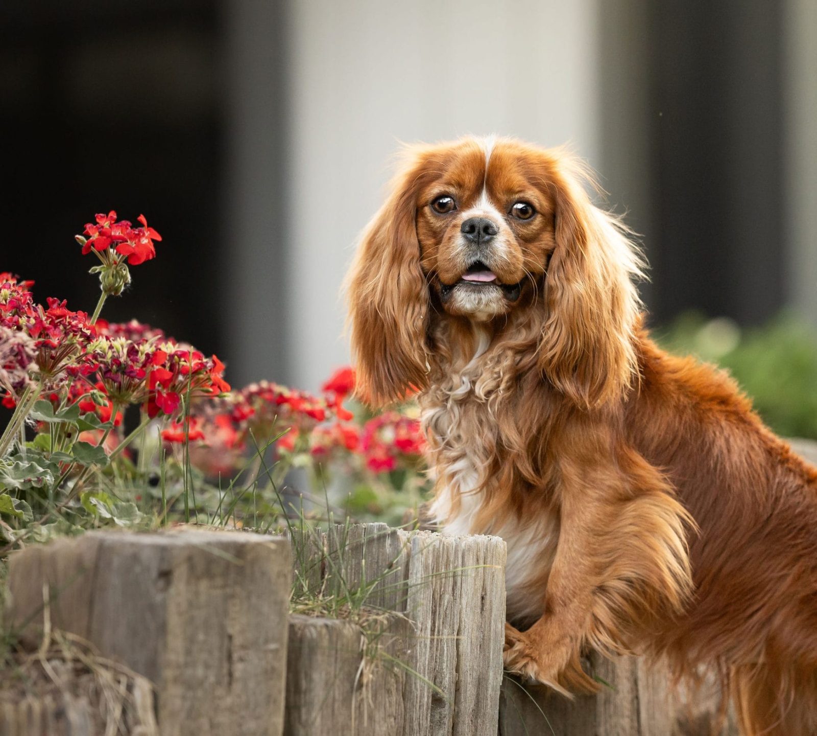 A ruby cavalier king charles spaniel with two feet un on a small wood fence.