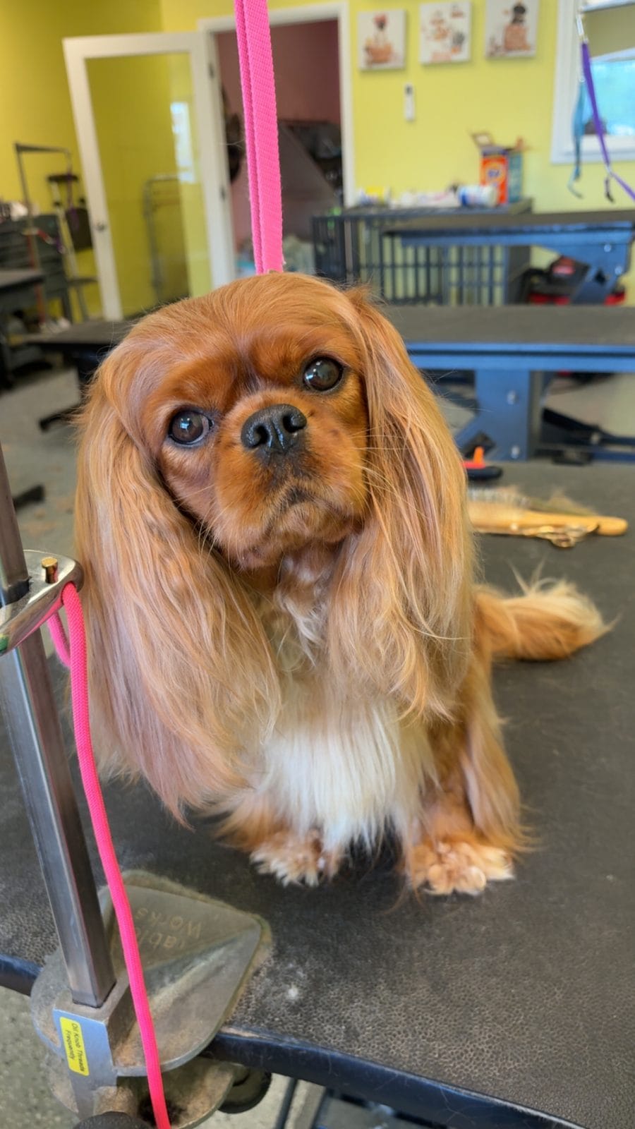 Ruby Cavalier King Charles Spaniel with long, silky ears on grooming table